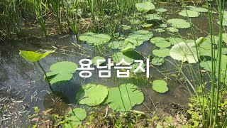 양평군 가볼만한곳(양수역앞 용담습지)