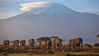 Kenya discovers fifteen elephants dead from suspected pesticide poisoning on farms