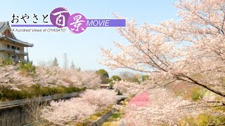 「天理の桜2022」『おやさと百景』(82)