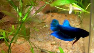 How to Breed Betta Fish ?