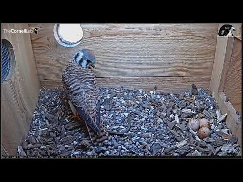 04_23_19_Wisconsin Kestrels   Today there are snakes