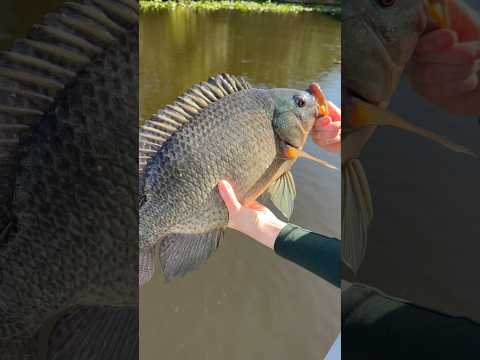 Hand-lining Giant Tilapia Fish!