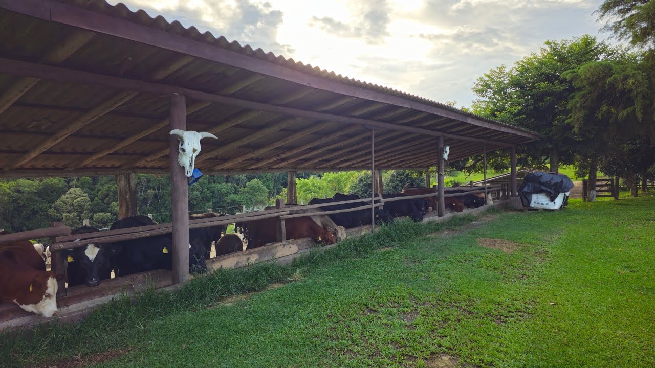 Início do Canal #agro #agropecuaria