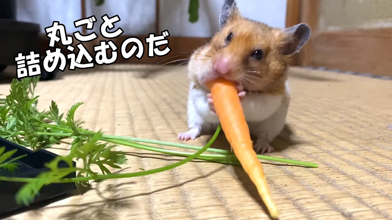 ニンジンを丸ごと詰め込むハムスター