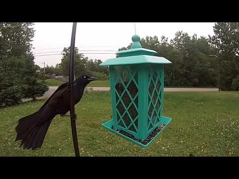 bird Feeder July 1 2021