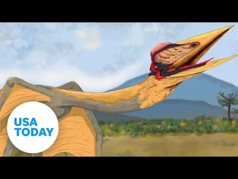 「死のドラゴン」飛行爬虫類の化石、アルゼンチンで発掘 |アメリカの今日