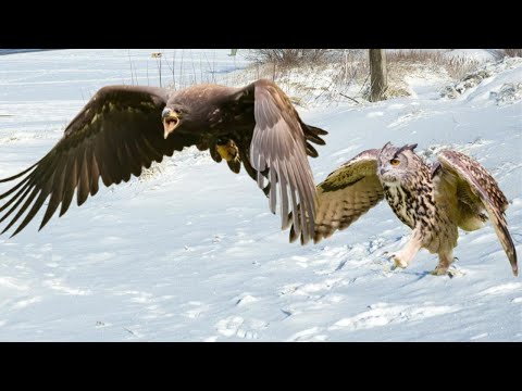 When Golden eagles mess with Eurasian Eagle-owls... this is what happens!