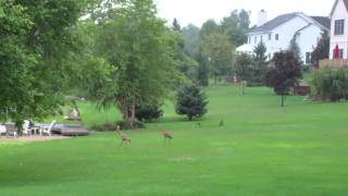 Two Cranes - Beautiful Garden Friends