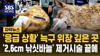 '응급 상황' 늑구 위장 깊은 곳 '2.6cm 낚싯바늘' 발견..오전 제거시술 끝 결과는? (자막뉴스) / SBS
