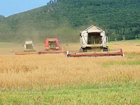 PD Dobrá Niva -  Žatva ovsu 2015 - 2x CLAAS Lexion, 2x NEW Holland, Massey Ferguson, 3x Tatra 815,
