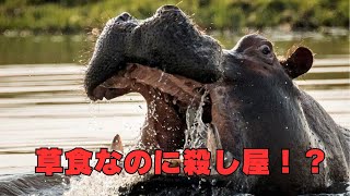 カバが人を襲う理由がヤバすぎた