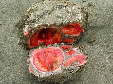 A LIVING ROCK? -- Mind Blow #69