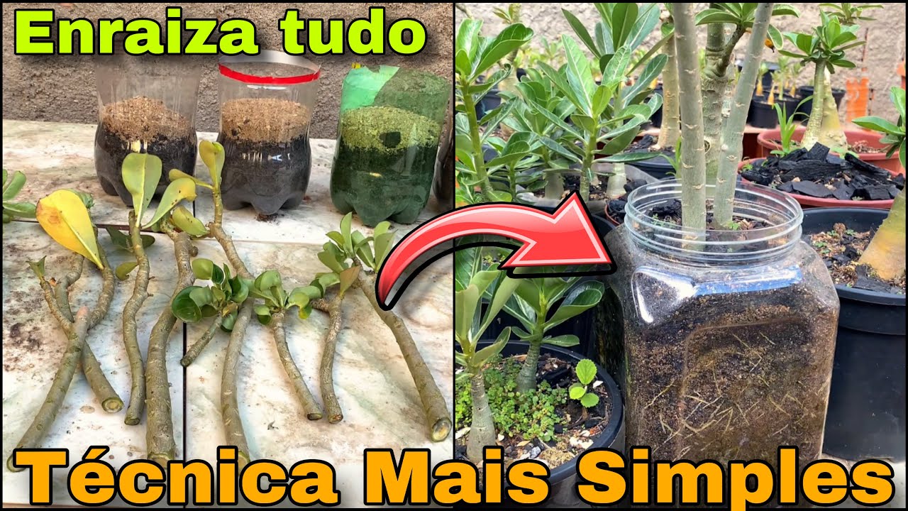 ✔️[PASSO A PASSO] A Melhor Técnica Para Enraizar Galhos de Rosas do Deserto