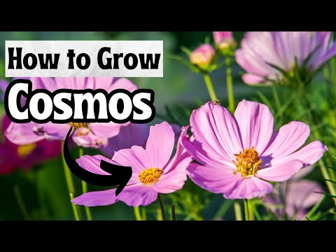 How to Grow Cosmos Flowers From Seed: Easy Step-by-Step Guide