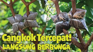 Download lagu The Secret of Rose Apple Grafts Quickly Bears Fruit | Easy and Straight to Flower! mp3 Download lagu The Secret of Rose Apple Grafts Quickly Bears Fruit | Easy and Straight to Flower! mp3