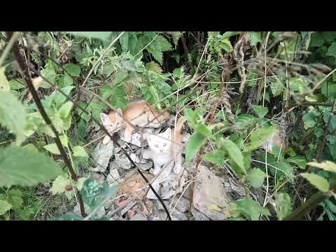 31,07,2021 Рыжая банда