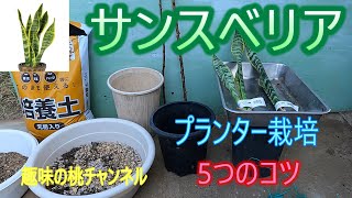 [Sansevieria] 5 Tips for Growing in a Planter 25/9/6