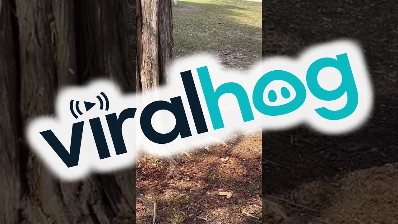 Couple Rescues a Baby Owl That Had Fallen out of its Hollow || ViralHog