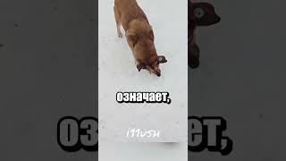 Что значит цвет бирки