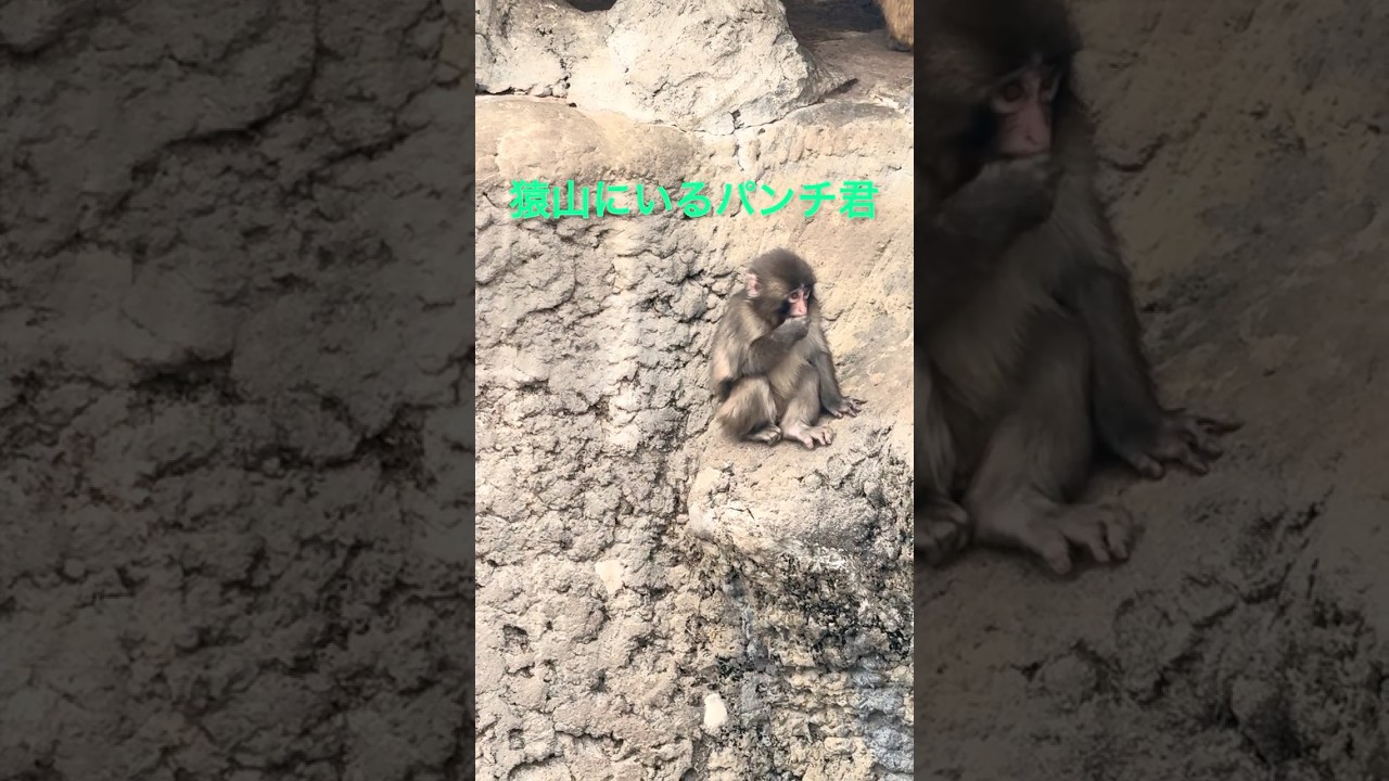 猿山にいるパンチ君🐒かわいい過ぎる❤️