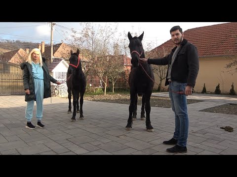 Manjii lui Emanuel de la Sard, Alba - 2020 Nou!!!