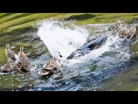 Duckling attacked by catfish, mother duck fights back [Wildlife]