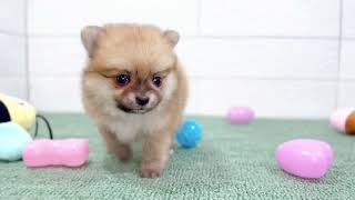 ハーフ犬の動画01