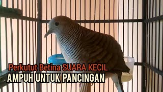 Download lagu perkutut betina memanggil jantan Suara Kecil | pancingan perkutut lokal gacor agar ikut bunyi mp3 Download lagu perkutut betina memanggil jantan Suara Kecil | pancingan perkutut lokal gacor agar ikut bunyi mp3