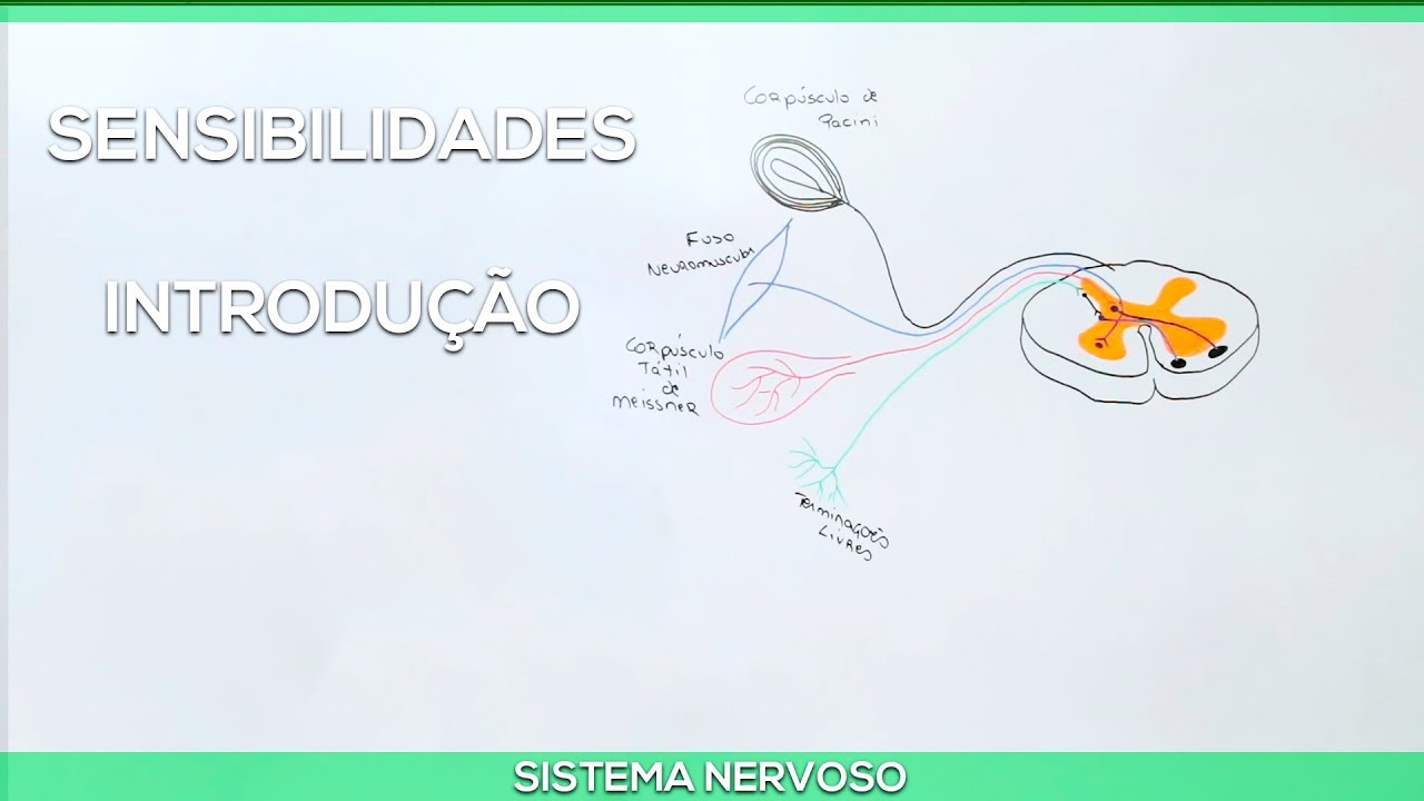 Vias sensitivas: Introdução