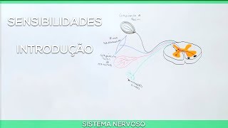 Vias sensitivas: Introdução