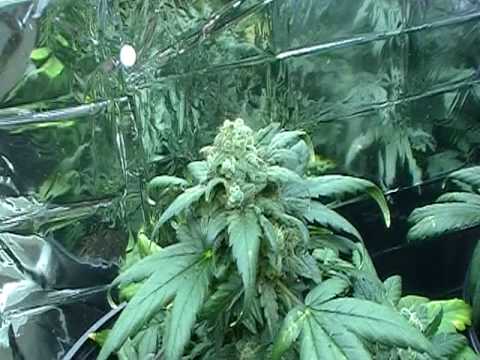 Low Ryder #2 Grow Indoor