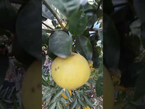 Cítrico Multifrutal. 8 frutas en 1 árbol