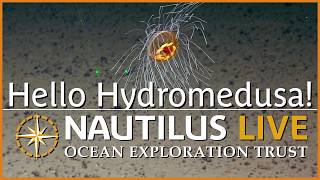 Hello Hydromedusa of the Marianas | Nautilus Live