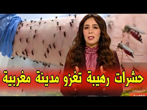 عاجل حشرات رهيبة تغزو مدينة مغربية قبل قليل - اخبار المسائية 2M اليوم الثلاثاء 25 يونيو 2024