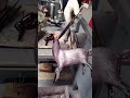 Making A Silver Foil Goat Liulige Glass Blowing Liuli Fused Masterclass Crafts