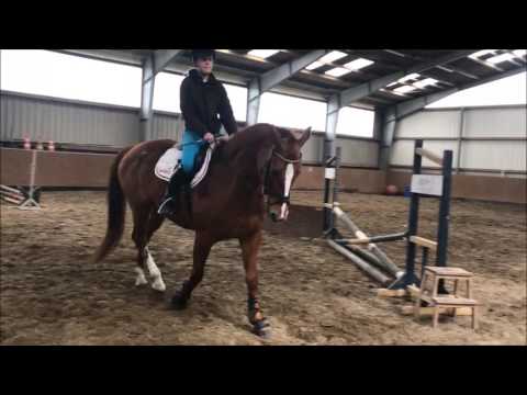 Saletti Springen - 04.05.2017 | Alina Zimmek