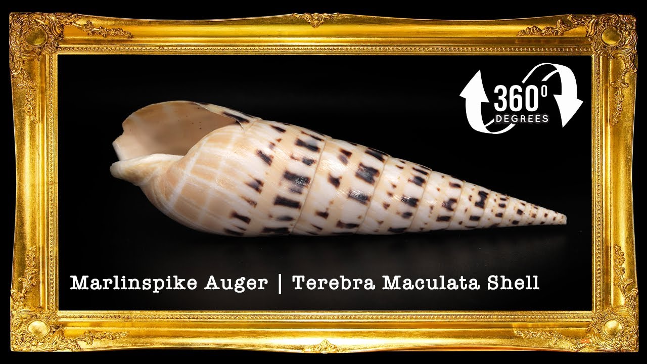 Terebra Maculata | Marlinspike Auger | Oxymeris Maculata | 3 - 5 Inches