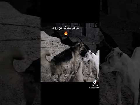 دوجو لرجنتينو يخاف🤣 #germanshep #كلاب #اكسبلور #خيل #horse #ترند #تيك_توك #لايك