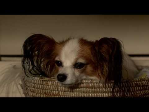 Toen Was Geluk Heel Gewoon   De Film 2014 volledig