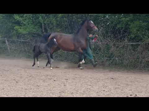 Hengstfohlen von V-Plus aus Finnigan - Don Frederico - Prince Thatch xx