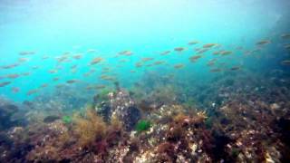 preview picture of video 'Tappi, Japan scuba diving GoPro'