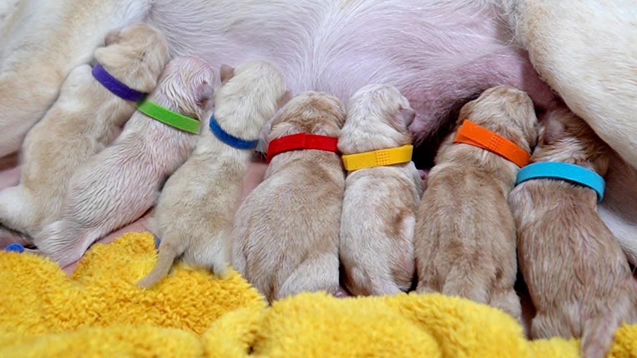 새끼 강아지 7마리를 출산했어요!