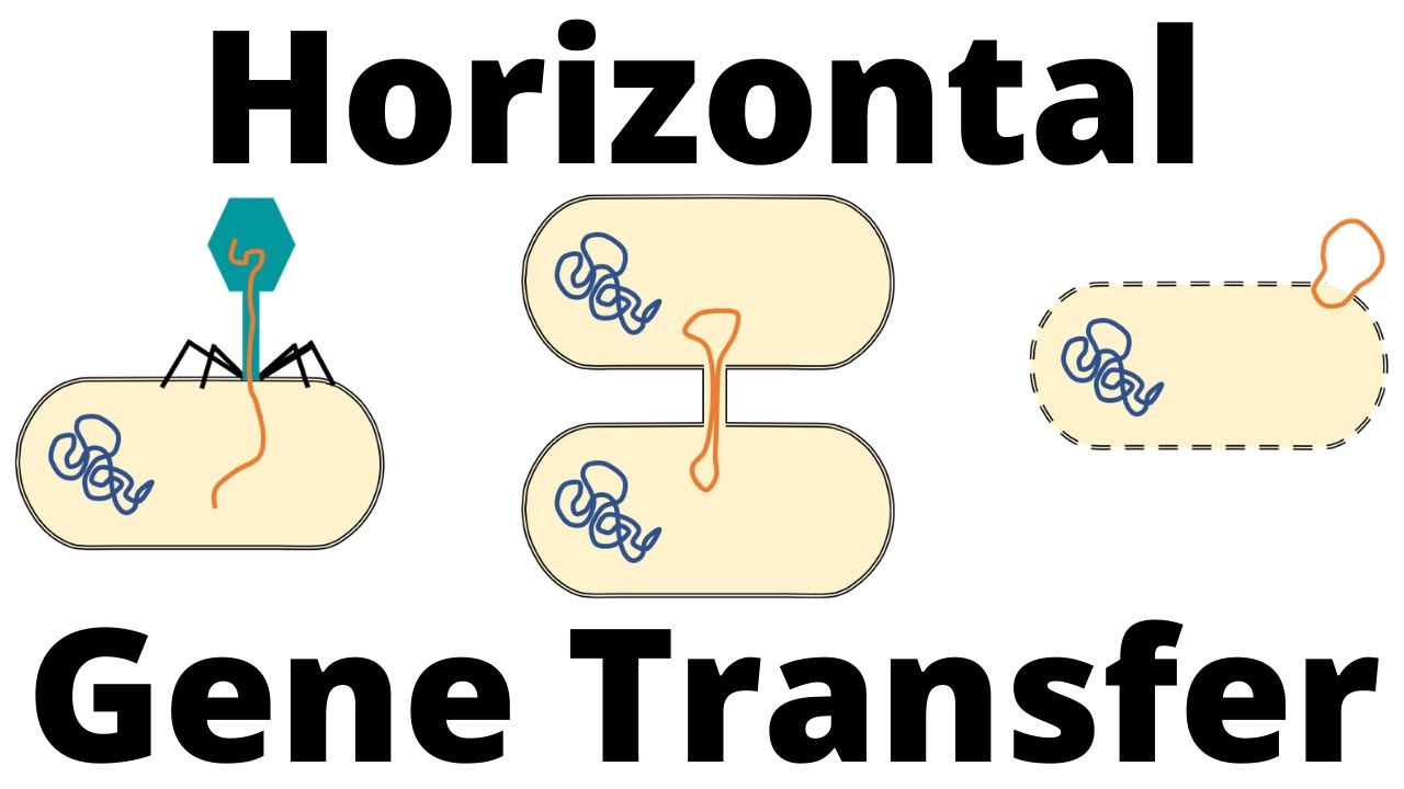 Transformation, Transduction and Conjugation (Horizontal Gene Transfer in Bacteria)