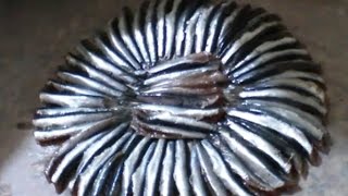 hamsi için farklı pişirme tarifi / hamsi nasıl pişirilir / böylesini görmediniz