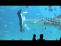 Whale Shark Collides with Manta Ray