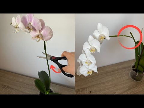 , title : 'Orkidelerin Bol Çiçek Dalı Çıkarması İçin Bunu Yapın/Orkide Boğumdan Çiçek Dalı Çıkarma'