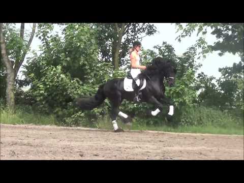 Stal Okkema's Kendrik v. Jasper x Leffert Stallion of 2011