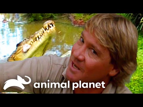 Steve Irwin's Big Croc Diaries at Australia Zoo | The Crocodile Hunter | Animal Planet