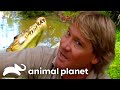 Steve Irwin S Big Croc Diaries At Australia Zoo The Crocodile Hunter Animal Planet