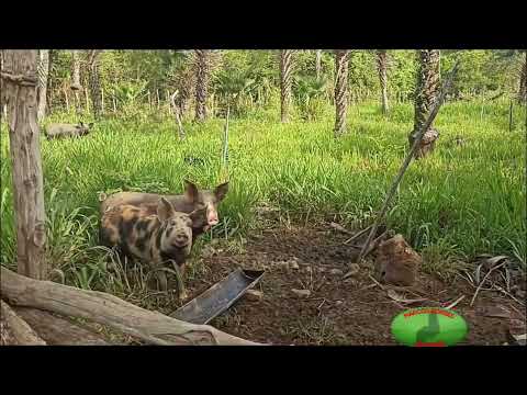 Um lugar de rara beleza no interior de São José do divino #roça 